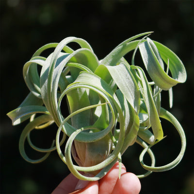 Tillandsia 'Curly Slim'