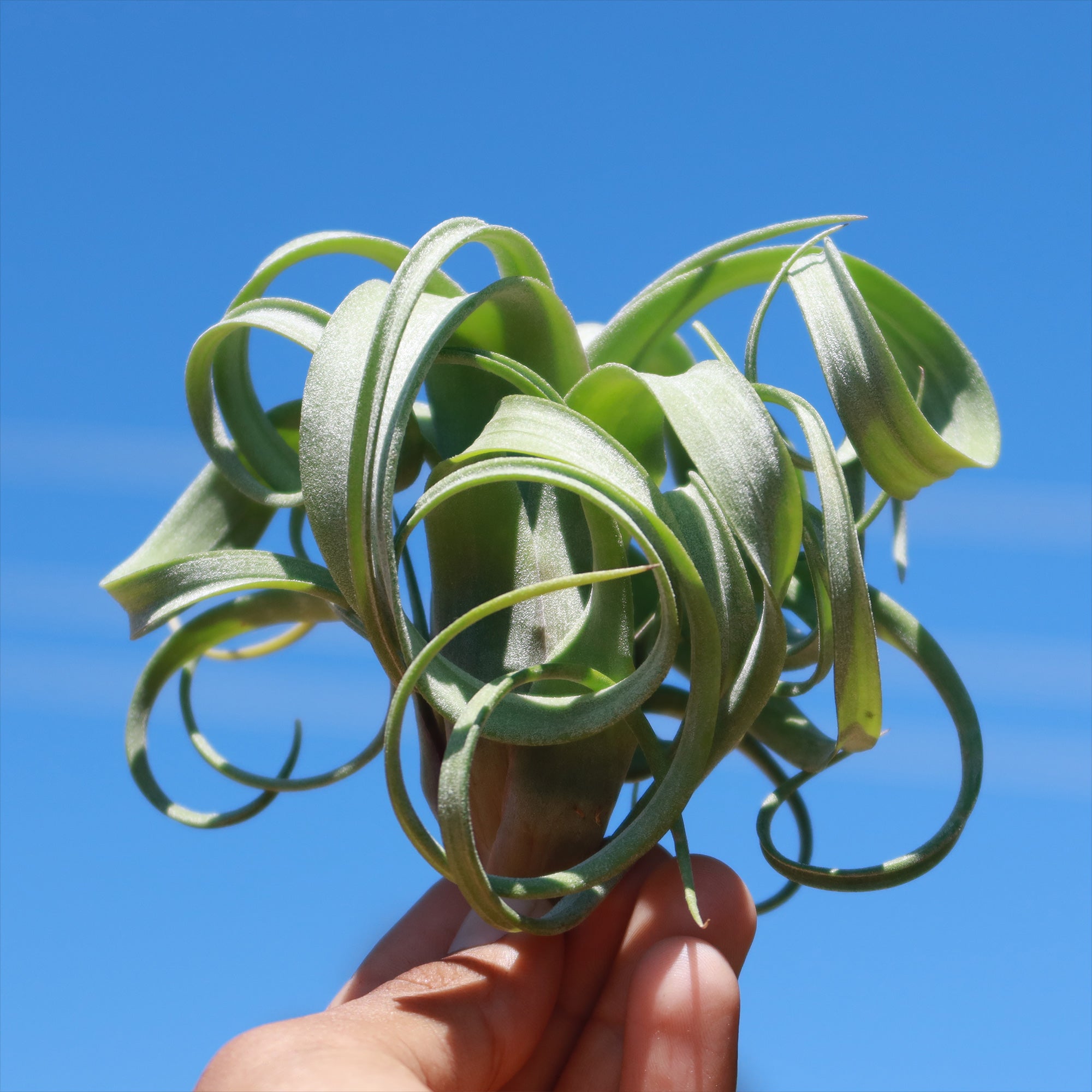 Tillandsia 'Curly Slim'