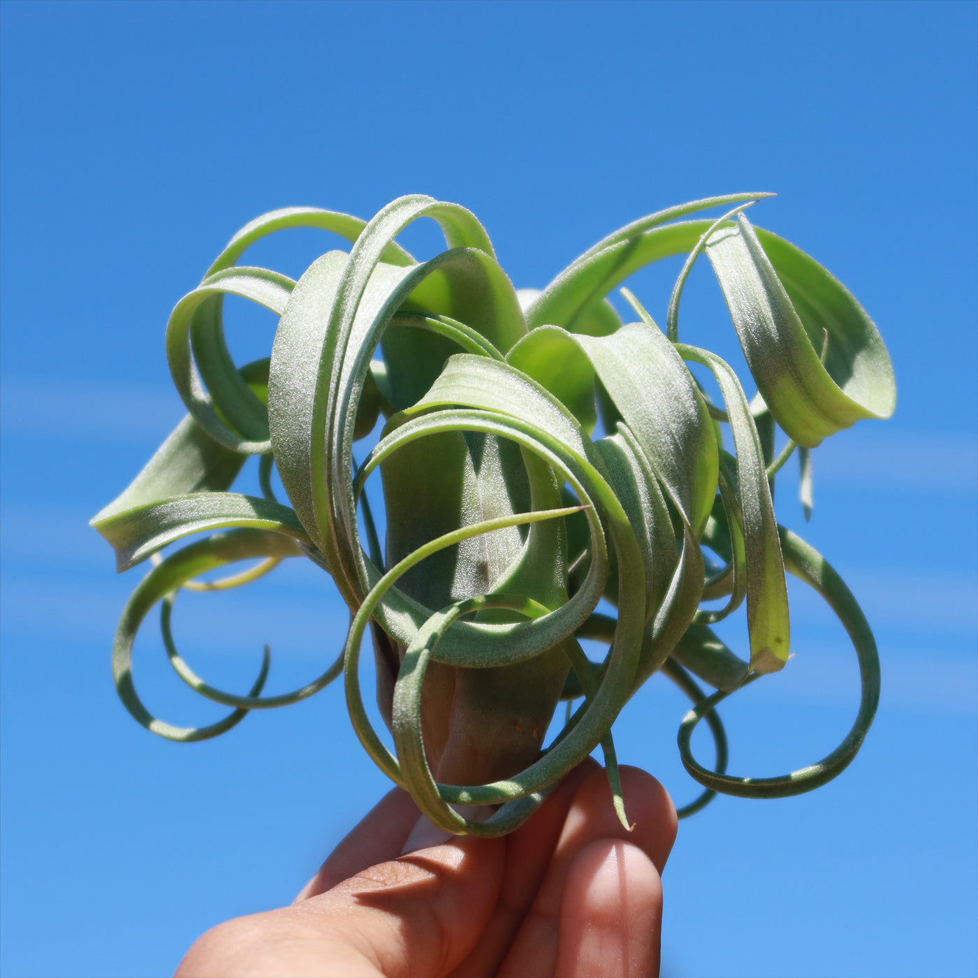 curly locks air plant Tillandsia 'Curly Slim'