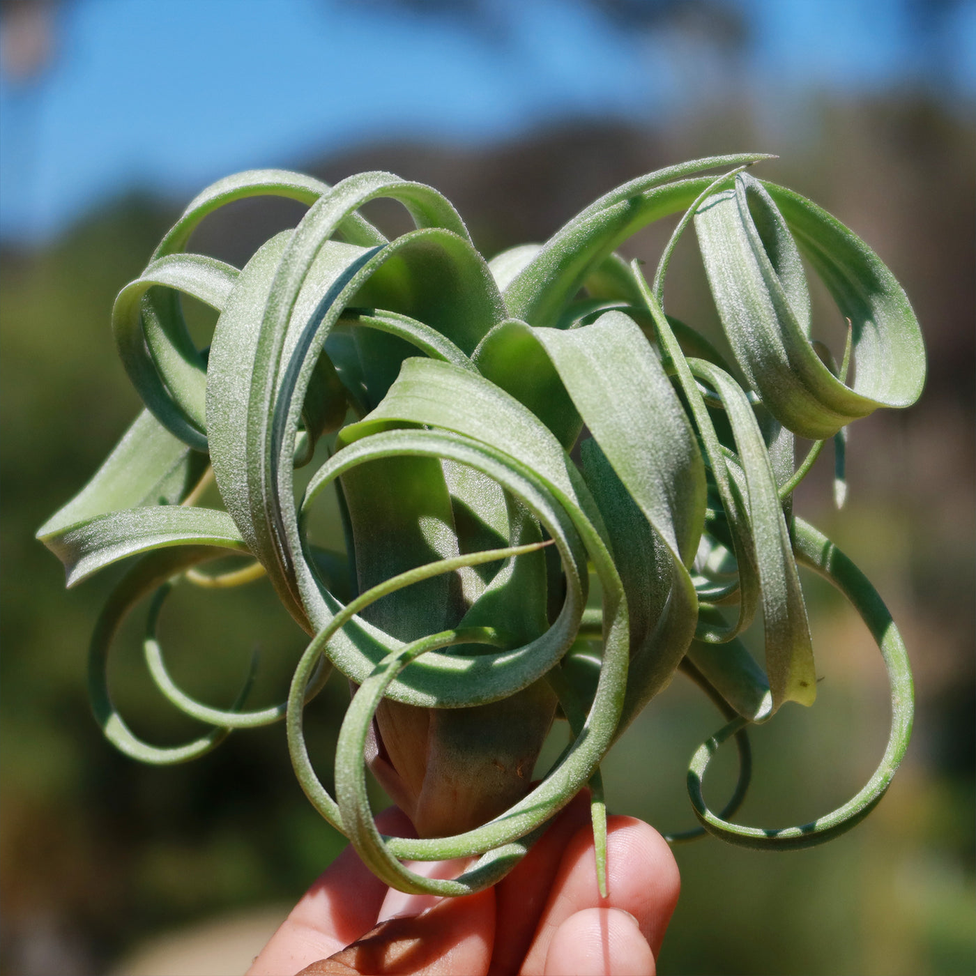curly locks air plant Order Tillandsia 'Curly Slim'| Fast Delivery – Planet Desert