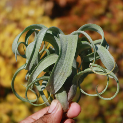 Tillandsia 'Curly Slim'