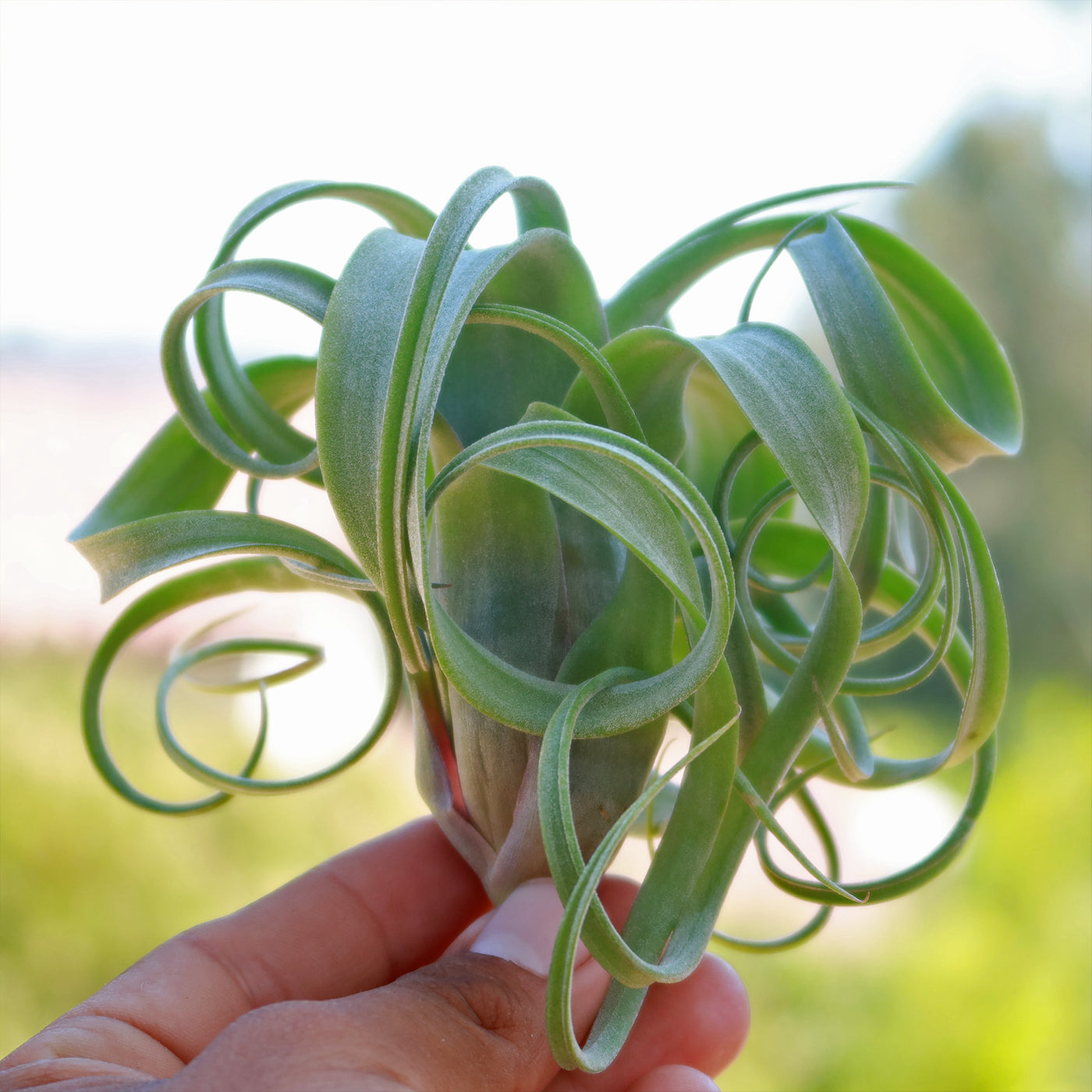 curly locks air plant Order Tillandsia 'Curly Slim'| Fast Delivery – Planet Desert