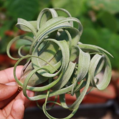 Tillandsia 'Curly Slim'