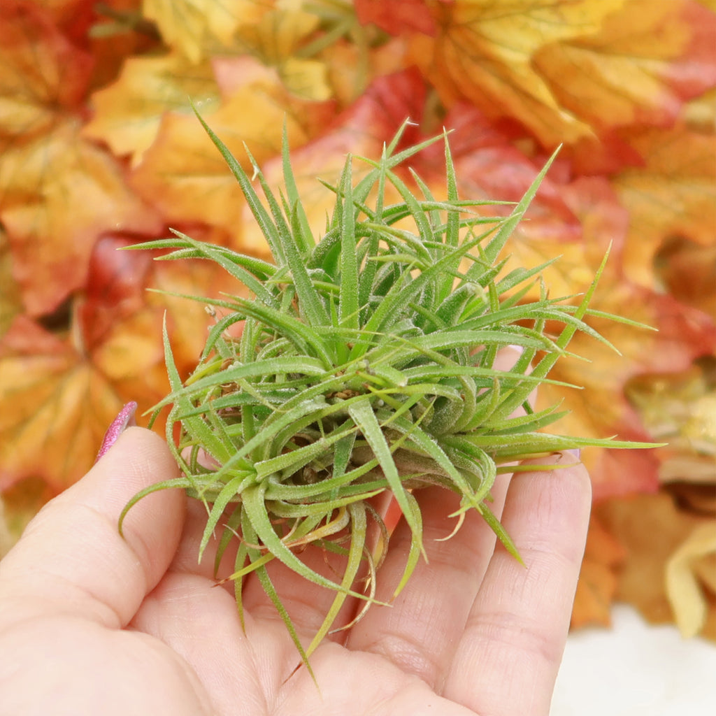 Air Plant Clumps - Tillandsia ionantha clumps