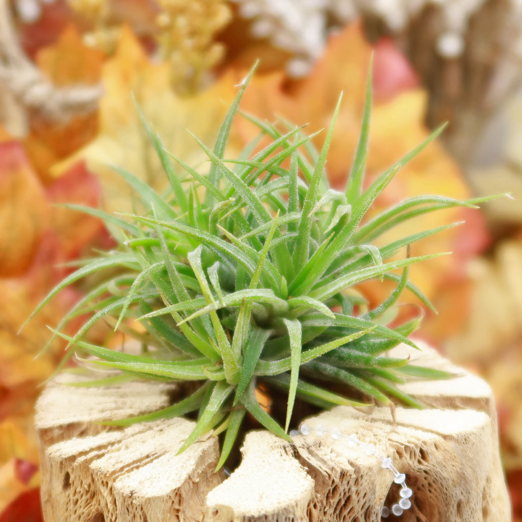 Air Plant Clumps - Tillandsia ionantha clumps