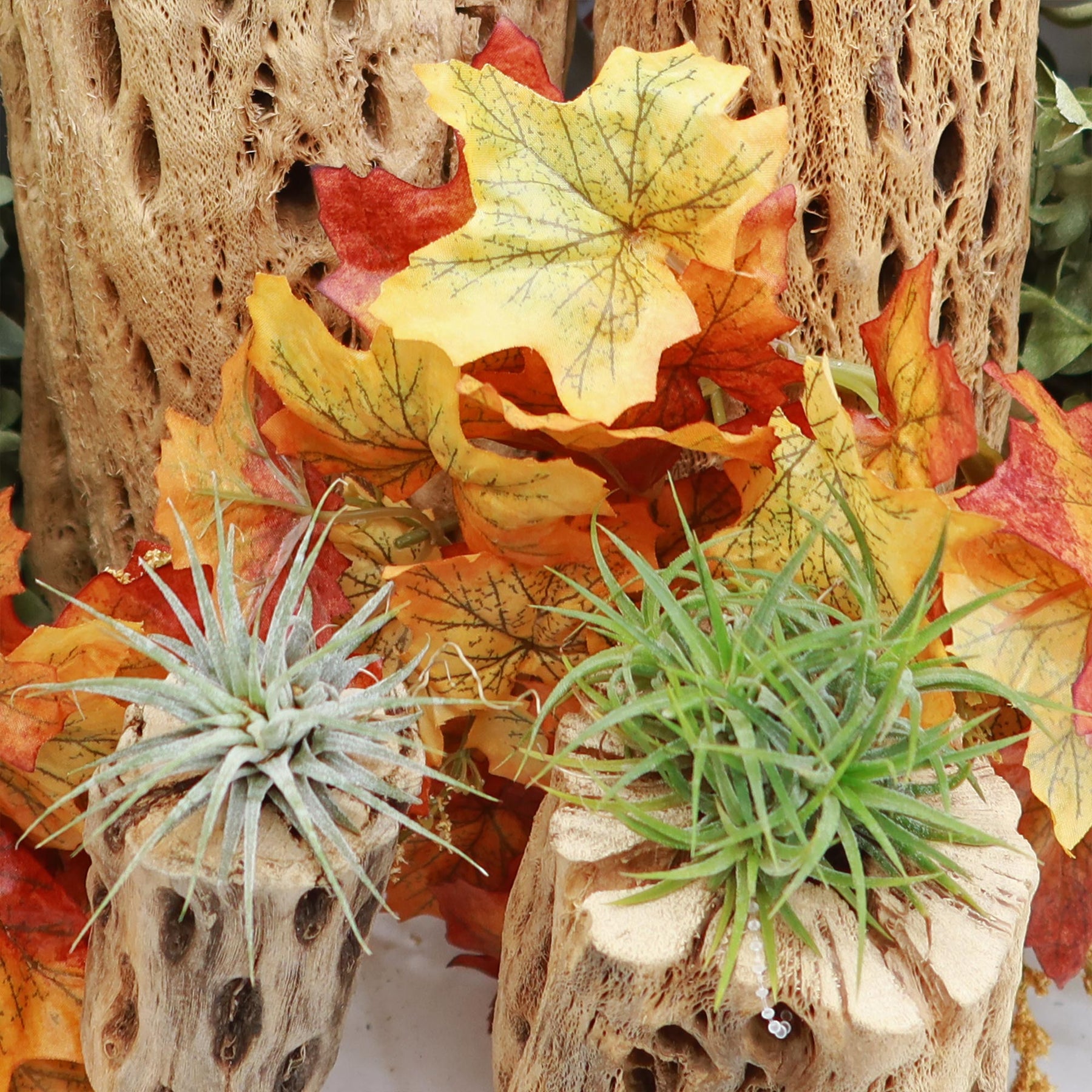 air creeper plant Air Plant Clumps