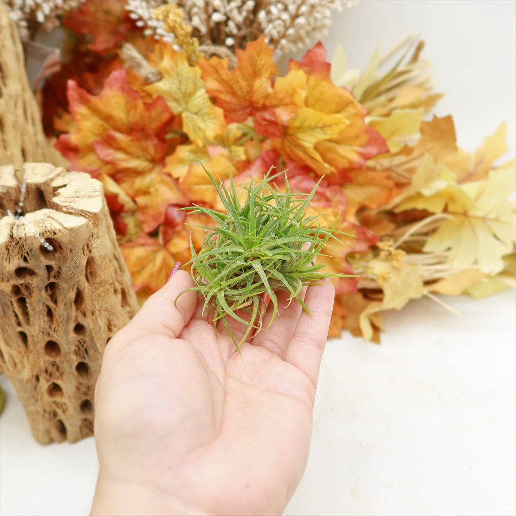 Air Plant Clumps - Tillandsia ionantha clumps