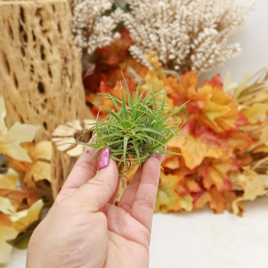 Air Plant Clumps - Tillandsia ionantha clumps
