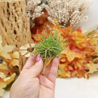 small artificial air plants Shop 'Air Plant Clumps'