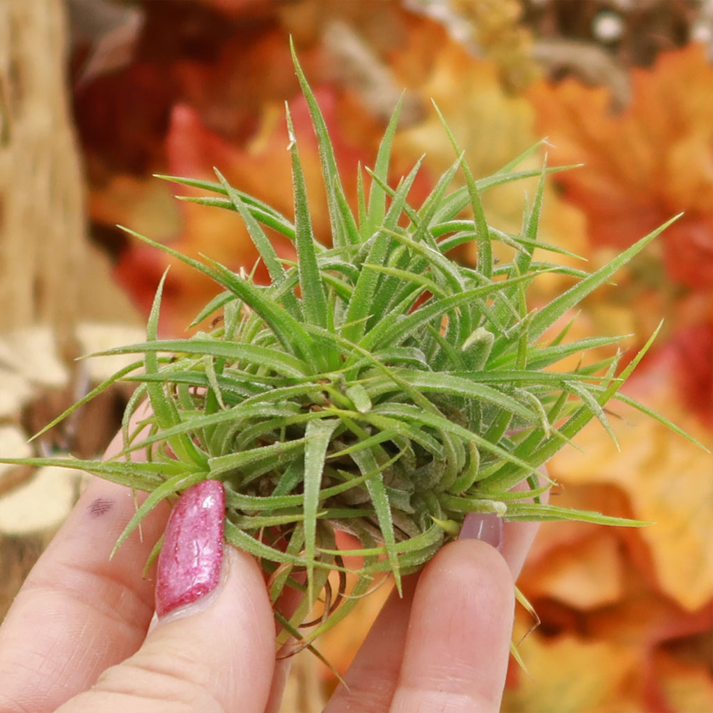 Air Plant Clumps - Tillandsia ionantha clumps