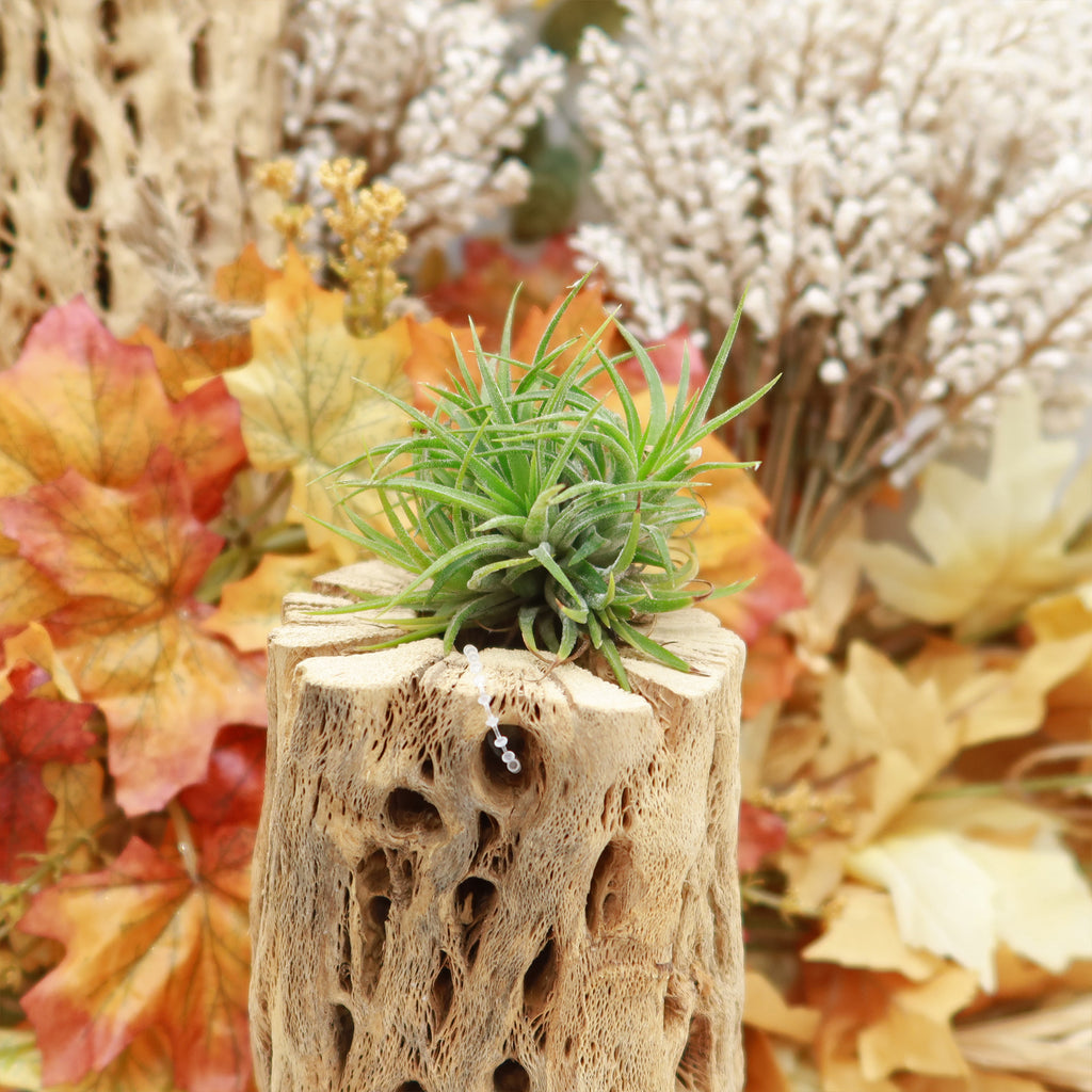 Air Plant Clumps - Tillandsia ionantha clumps