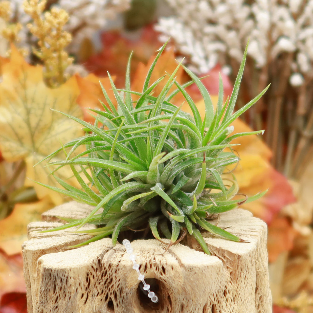 Air Plant Clumps - Tillandsia ionantha clumps