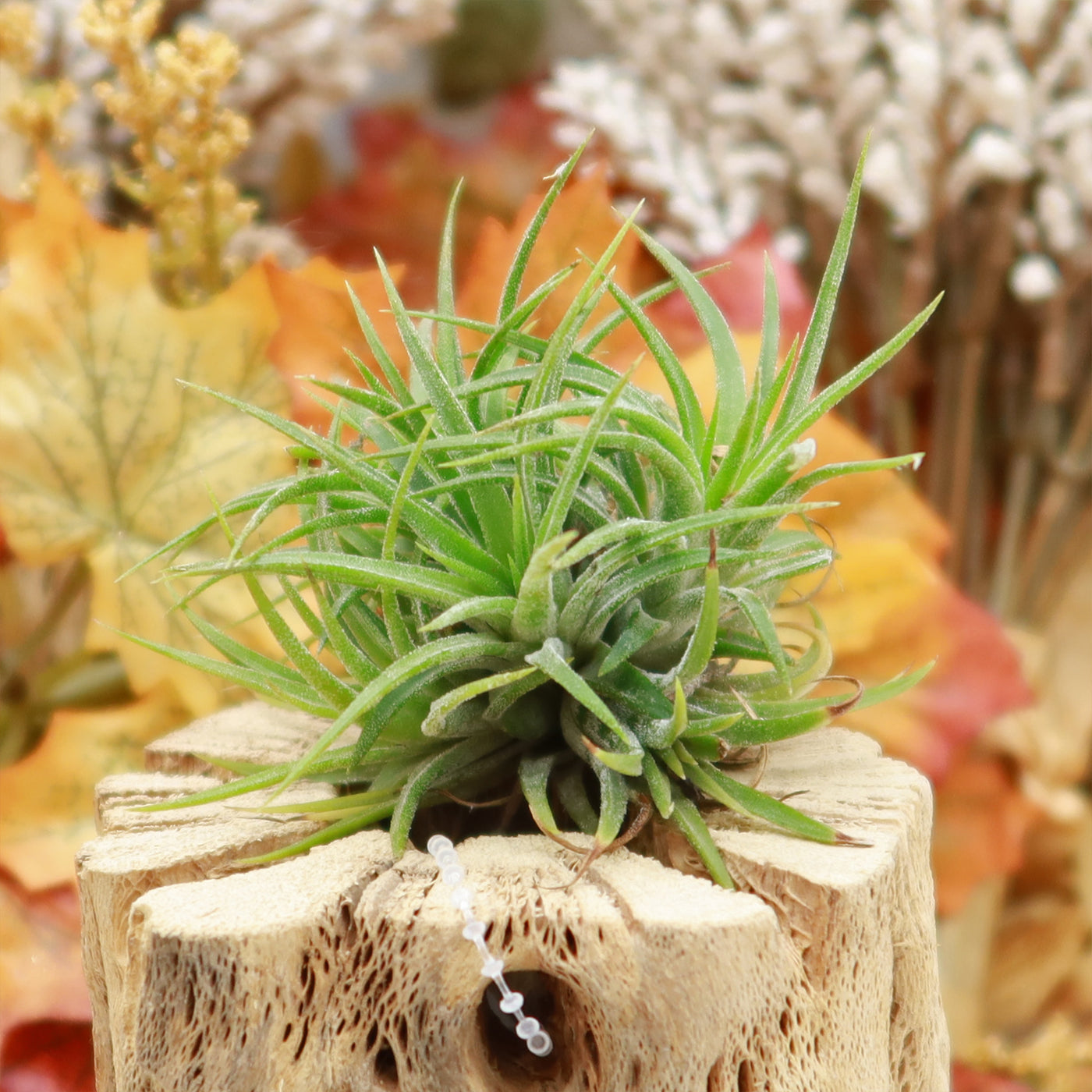 ionantha air plants Shop 'Air Plant Clumps'