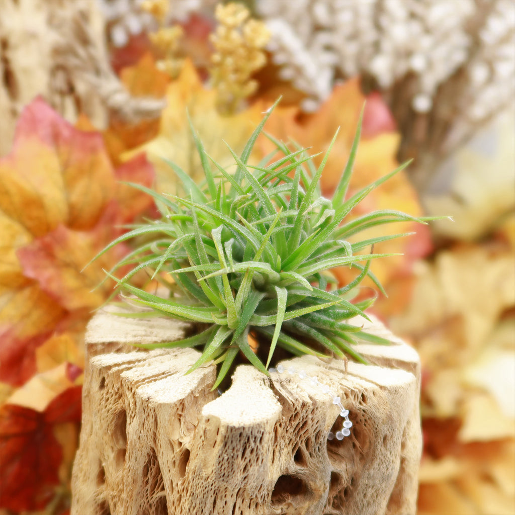 Air Plant Clumps - Tillandsia ionantha clumps