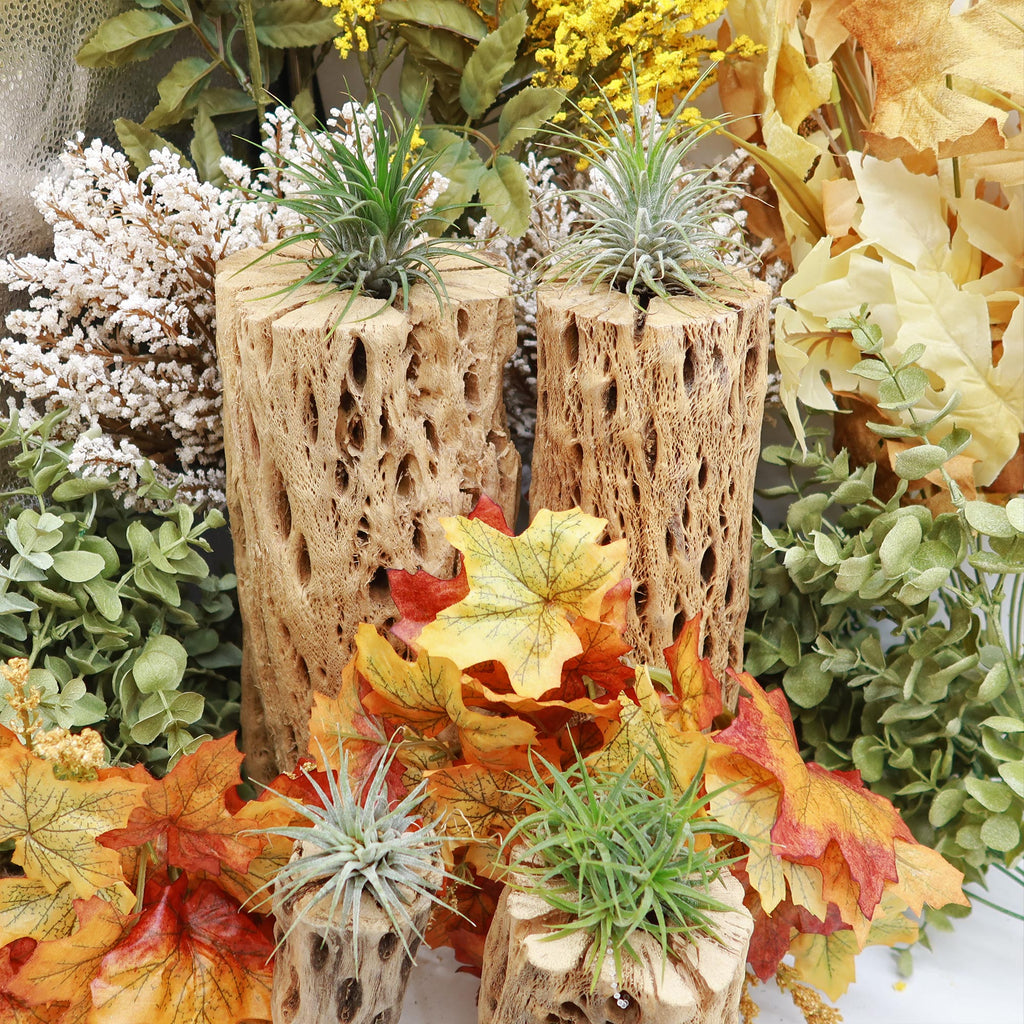 Air Plant Clumps - Tillandsia ionantha clumps