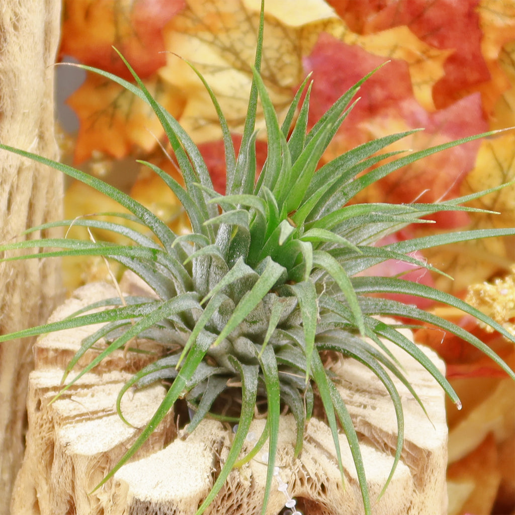 Rubra Air Plant &