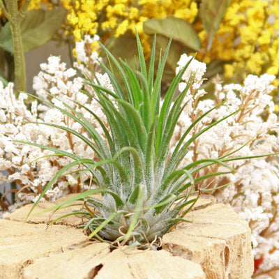 rubra air plant care Rubra Air Plant 'Tillandsia ionantha Rubra'