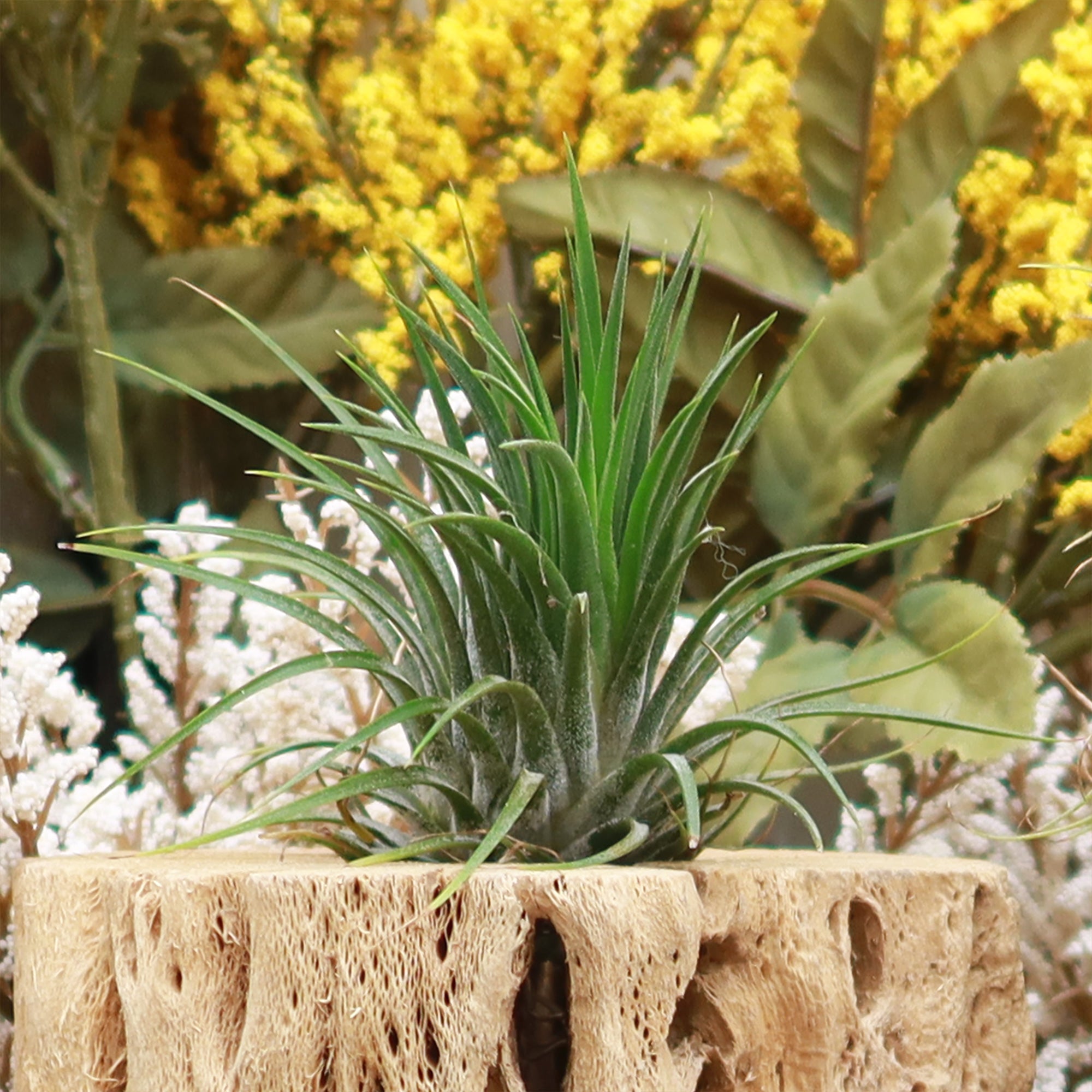 Rubra Air Plant 'Tillandsia ionantha Rubra'