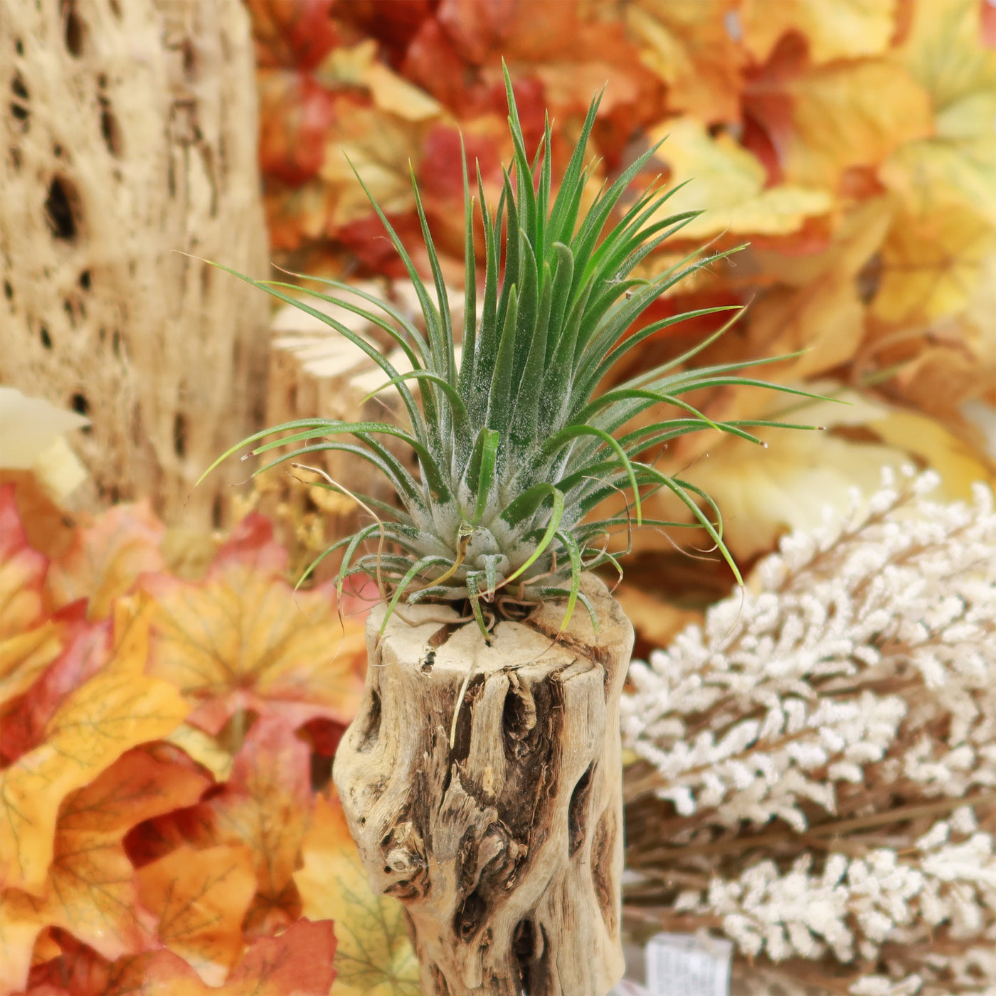 robertas air plants Shop 'Rubra Air Plant 'Tillandsia ionantha Rubra'