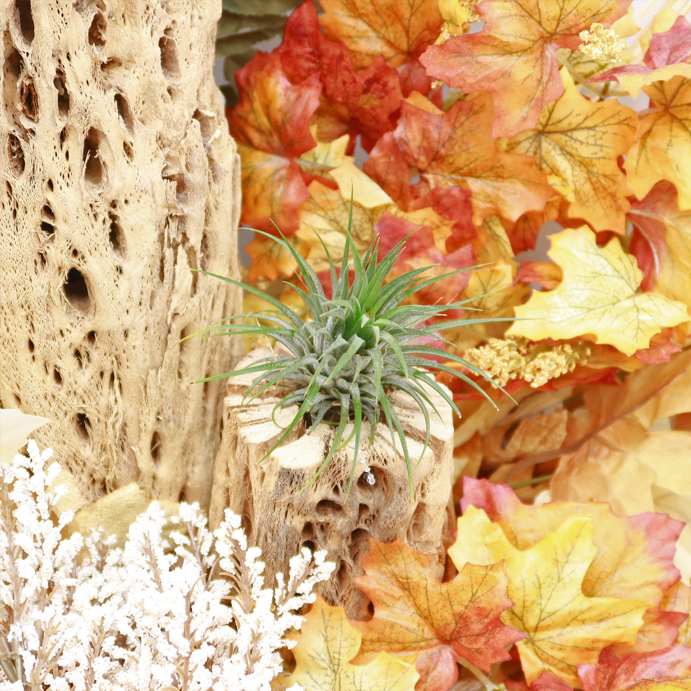 rubra air plant Shop 'Rubra Air Plant 'Tillandsia ionantha Rubra'