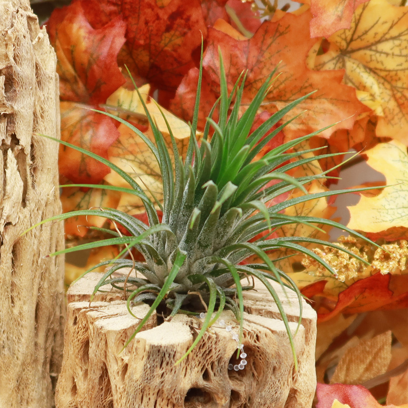 air plants and driftwood Shop 'Rubra Air Plant 'Tillandsia ionantha Rubra'