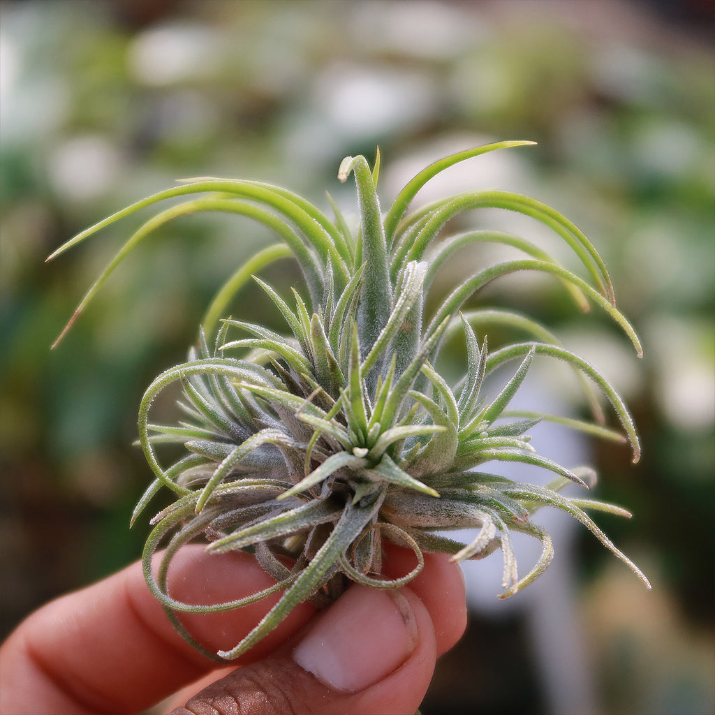 Tillandsia ionantha &