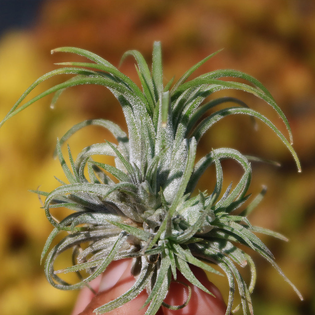 Tillandsia ionantha &