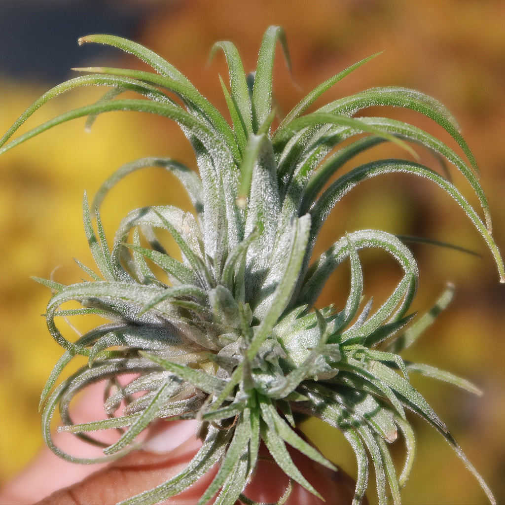 Tillandsia ionantha &