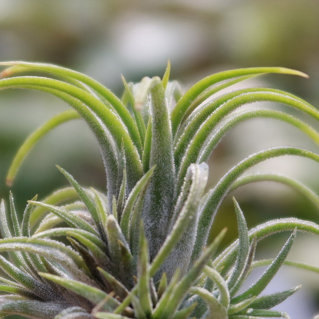 Tillandsia ionantha &