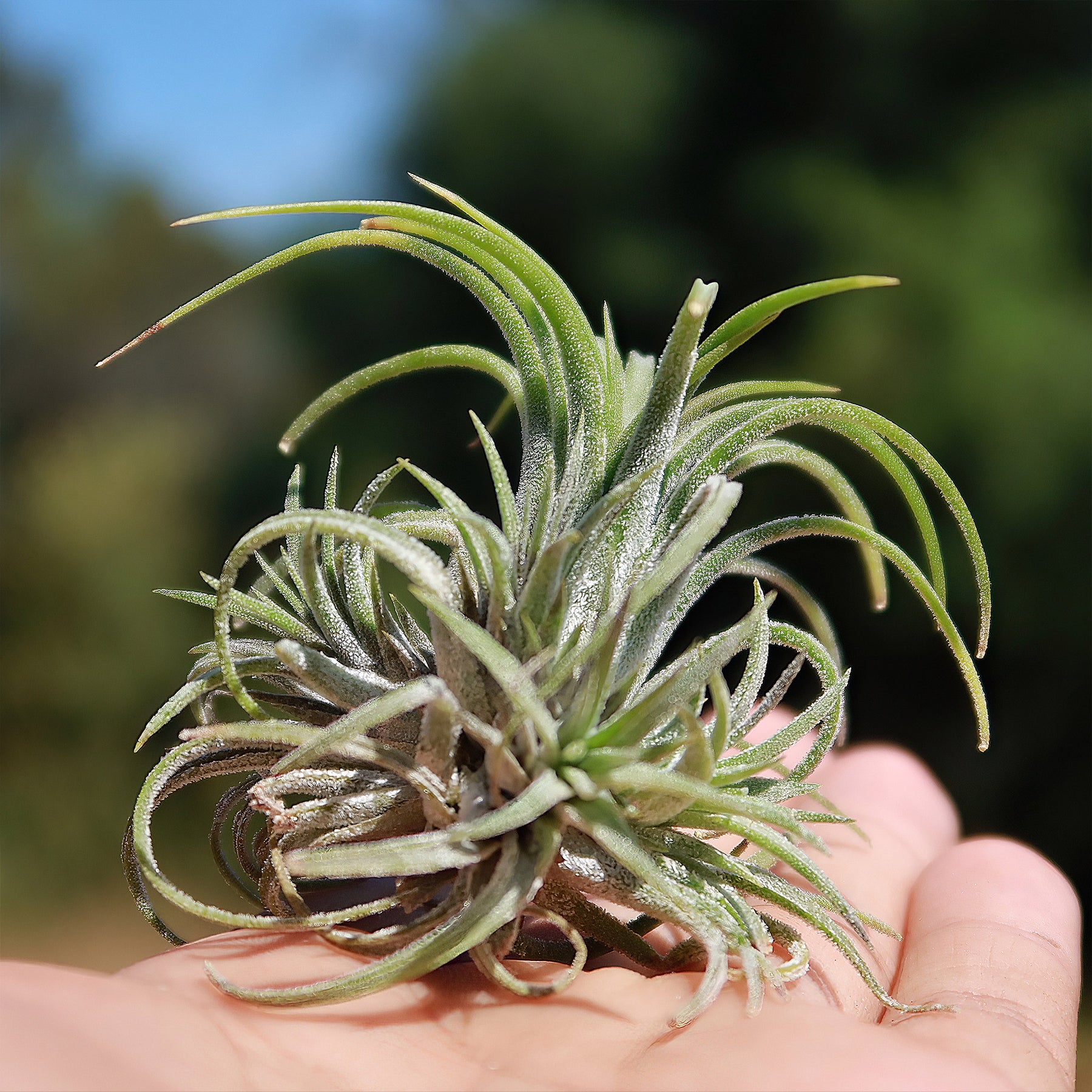 ionantha guatemala air plant care Tillandsia ionantha 'Druid' Air Plant