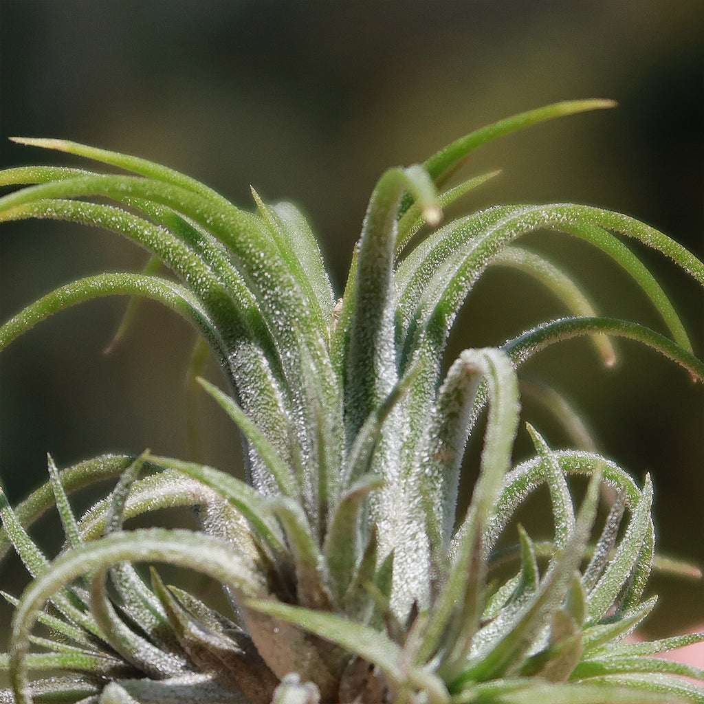 Tillandsia ionantha &