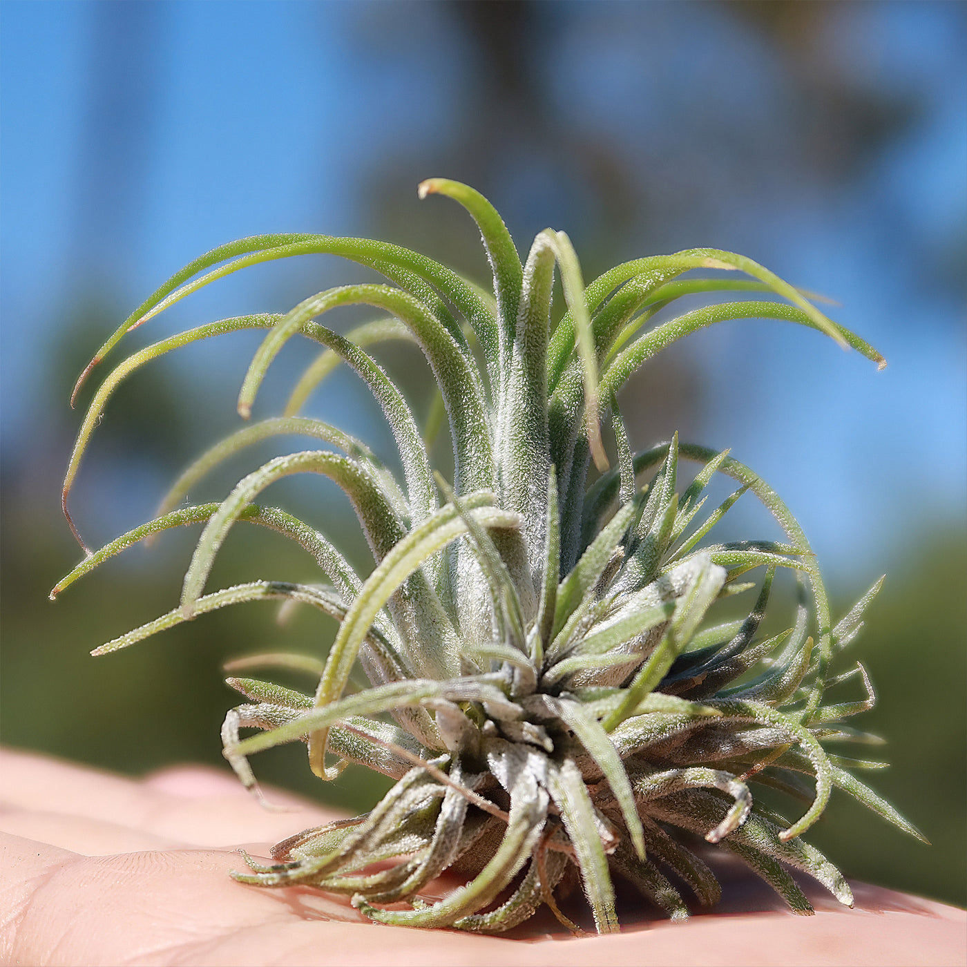 Tillandsia ionantha, grön – Blomsterfamiljen