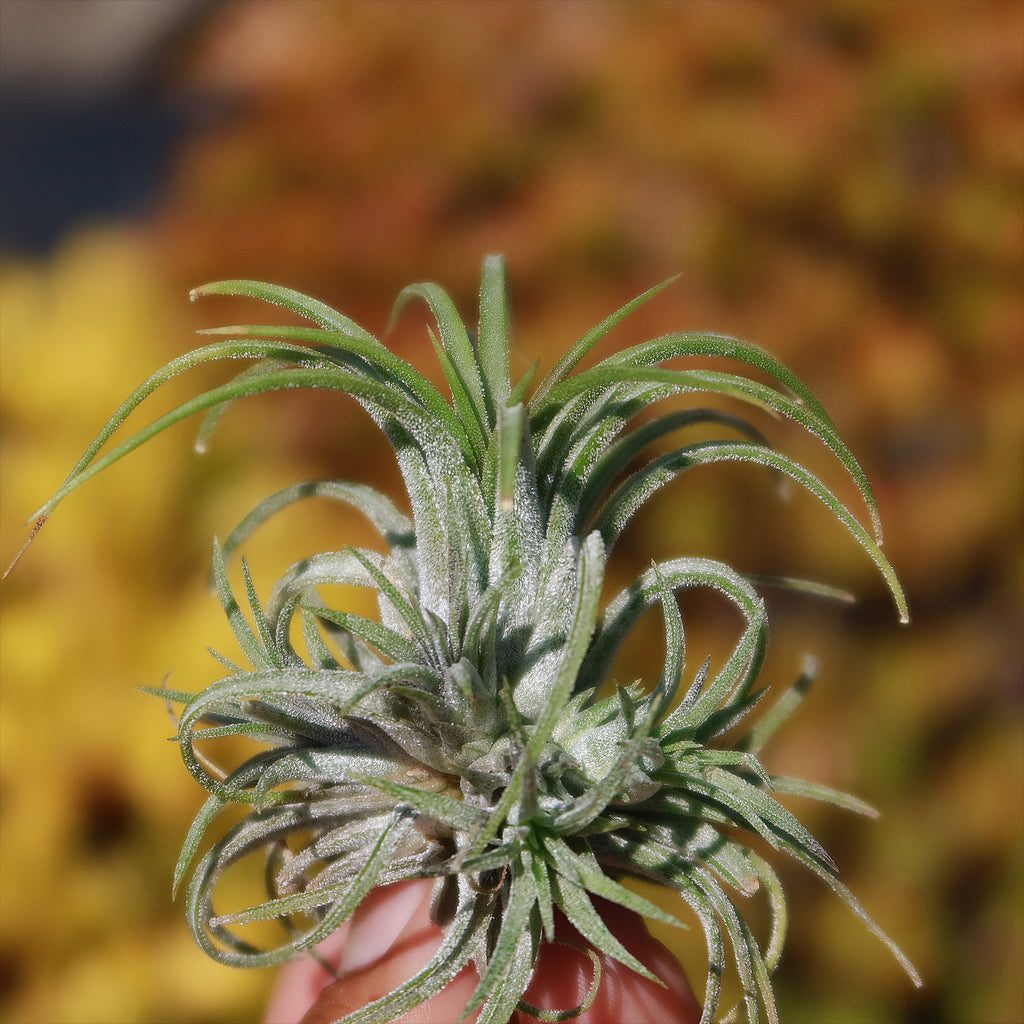 Tillandsia ionantha &