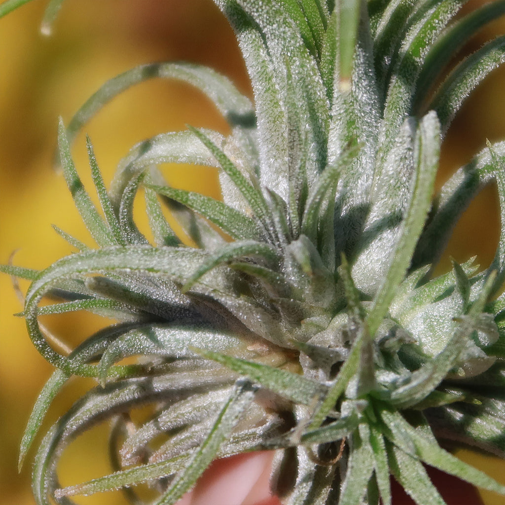 Tillandsia ionantha &