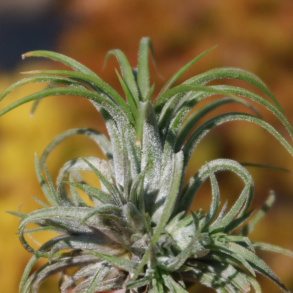 Tillandsia ionantha &