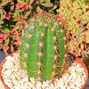 Torch Cactus - Trichocereus grandiflorus