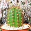 Torch Cactus - Trichocereus grandiflorus