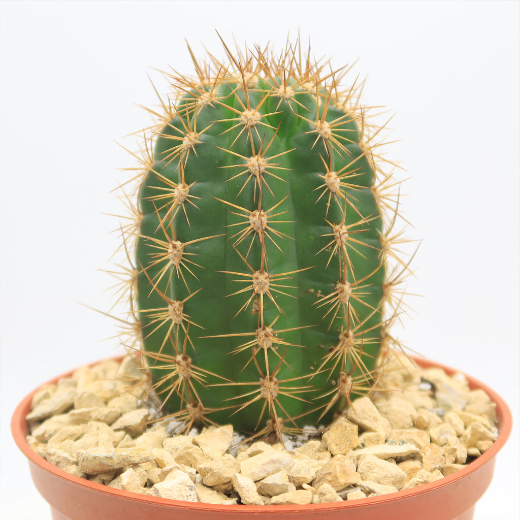 Torch Cactus - Trichocereus grandiflorus