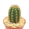 Torch Cactus - Trichocereus grandiflorus