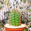 Torch Cactus - Trichocereus grandiflorus