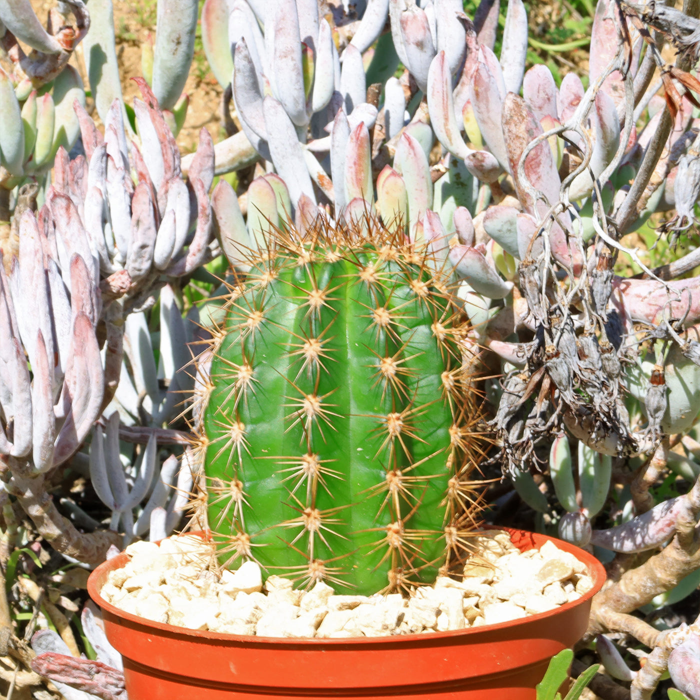 torch succulent Torch Cactus