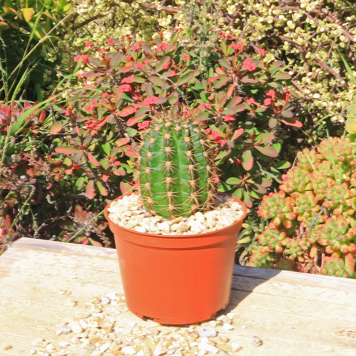 types of torch cactus Torch Cactus