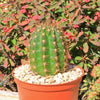 Torch Cactus - Trichocereus grandiflorus