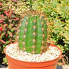 Torch Cactus - Trichocereus grandiflorus