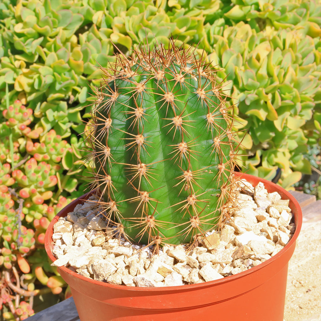 Torch Cactus - Trichocereus grandiflorus