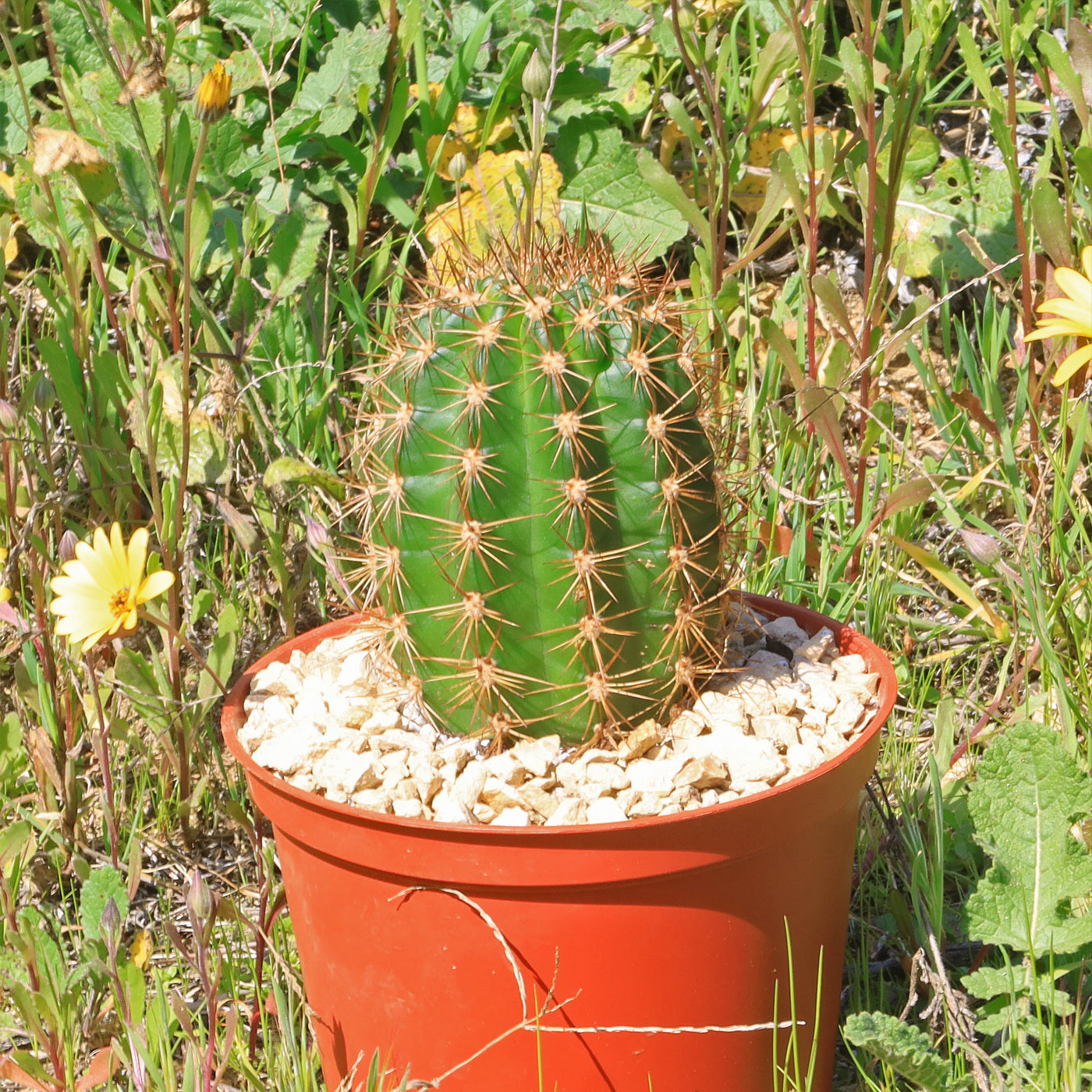 types of torch cactus Order 'Torch Cactus - Trichocereus grandiflorus'