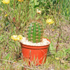 Torch Cactus - Trichocereus grandiflorus