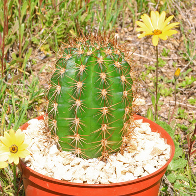 Torch Cactus - Trichocereus grandiflorus