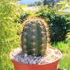 Torch Cactus - Trichocereus grandiflorus