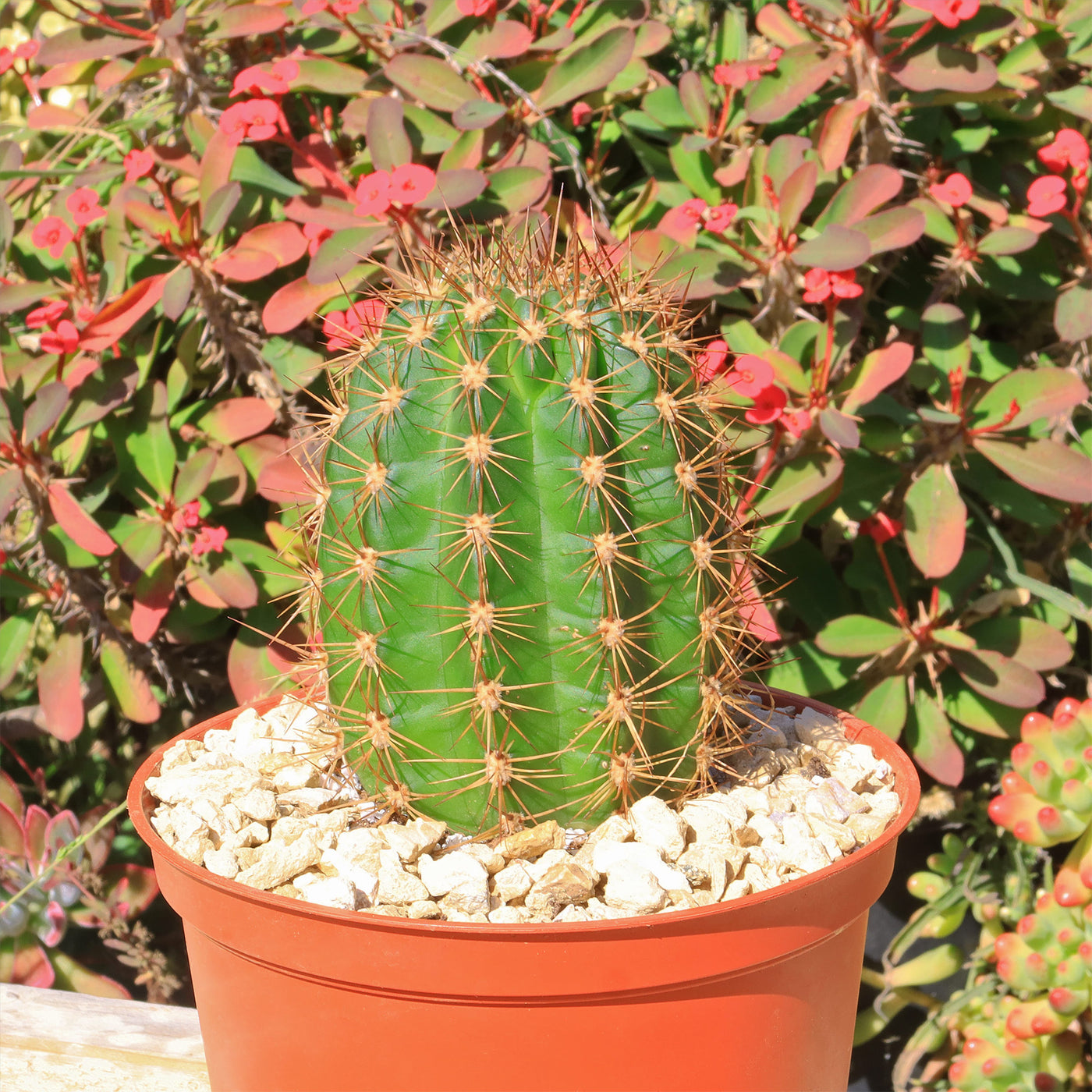 torch succulent Order 'Torch Cactus - Trichocereus grandiflorus'